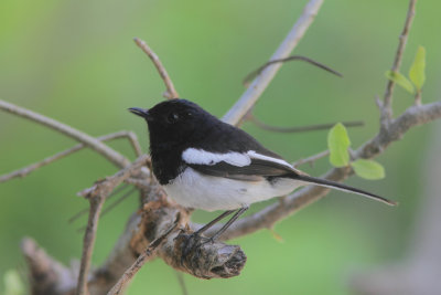 Pelzelns Magpie-robin