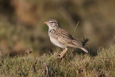 Madagascar Lark