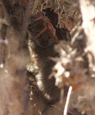 White-footed sportive lemur