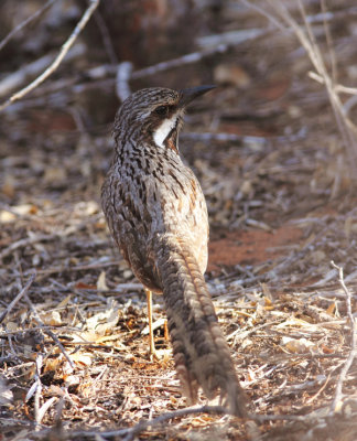 Long-tailed Ground Roller