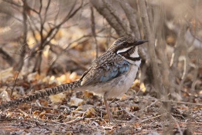 Long-tailed Ground Roller