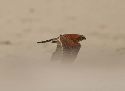 Malagasy Kestrel 