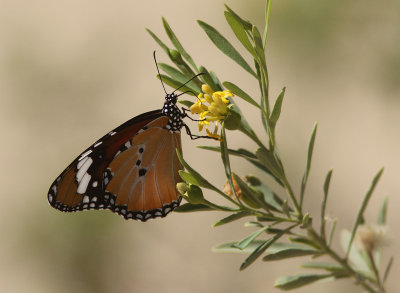 African Monarch  