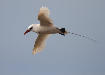 Red-tailed Tropicbird 