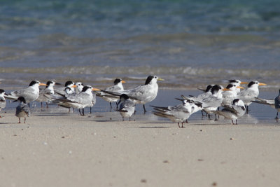 Greater Crested, Lesser Crested and Roseate Tern