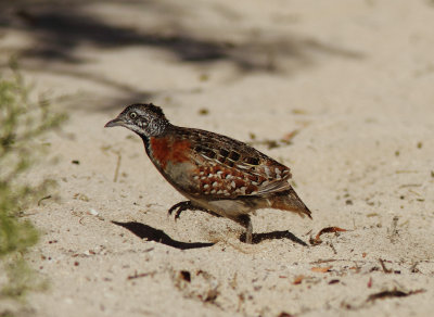 Madagascar Buttonquail      