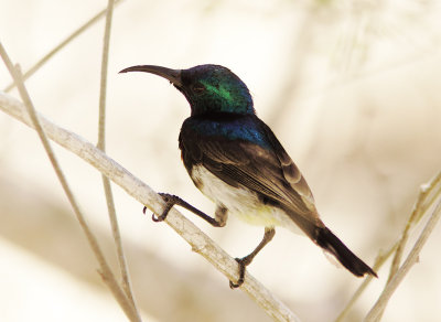 Souimanga Sunbird