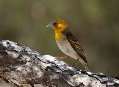 Sakalava Weaver