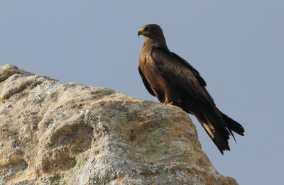 Black Kite