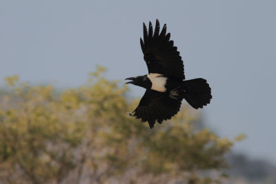 Pied Crow