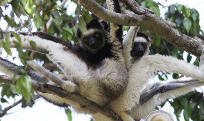 Verreaux's Sifaka