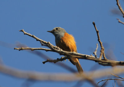 Benson's Rock Thrush 