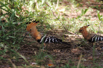 Madagascar Hoopoe 