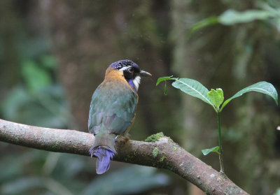 Pitta-like Ground Roller 