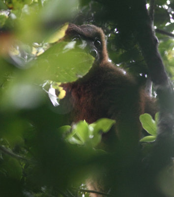 Red-bellied Lemur 
