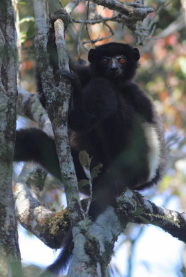 Milne-Edwards' Sifaka