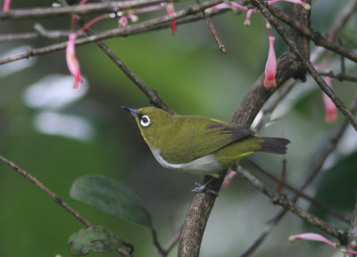 Malagasy White-eye