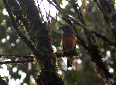 Forest Rock Thrush 