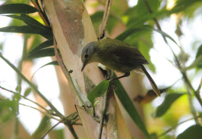 Grey-crowned Tetraka