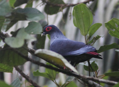 Madagascar Blue Pigeon 