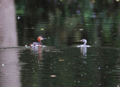 Madagascar Grebe