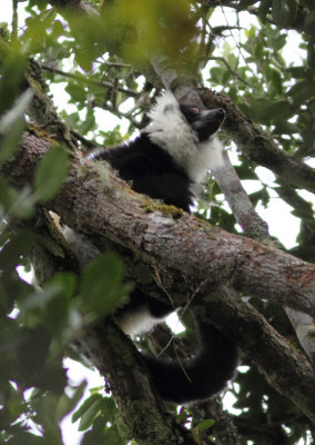 Black-and-White ruffed Lemur