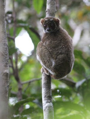 Eastern woolly Lemur