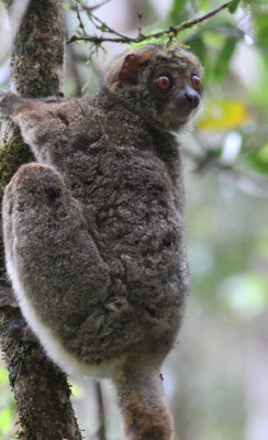 Eastern woolly Lemur