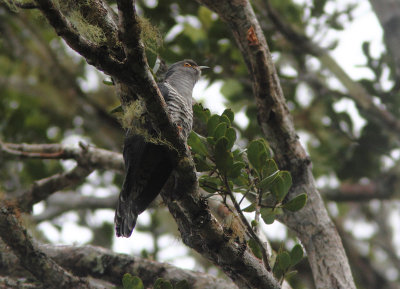 Madagascar Lesser Cuckoo