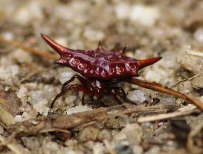 Madagascar Thorn Spider