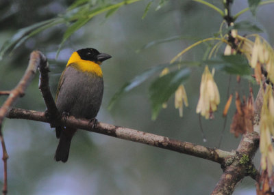 Nelicourvi Weaver