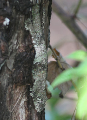Leaf-tailed Gecko