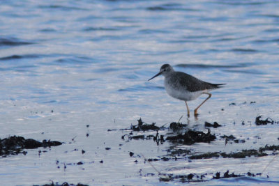 Lesser Yellowlegs 