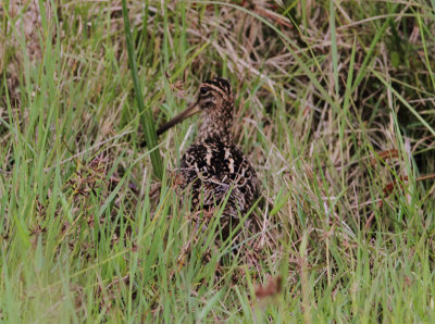 Madagascan Snipe 