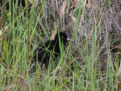 Madagascan Rail chick