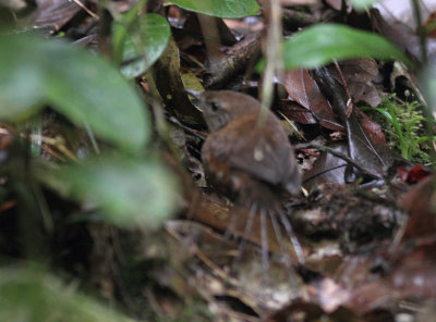 Brown Emu-tail 