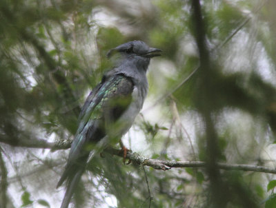 Cuckoo Roller