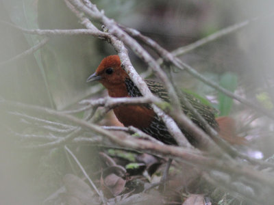 Madagascar Flufftail