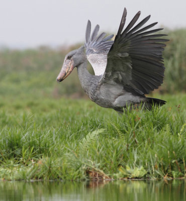 Shoebill 