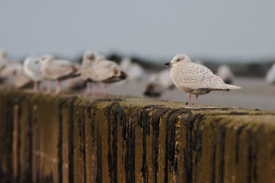 Iceland Gull