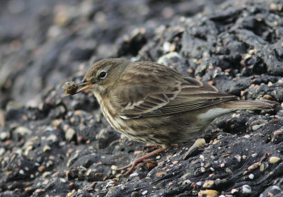 Rock Pipit