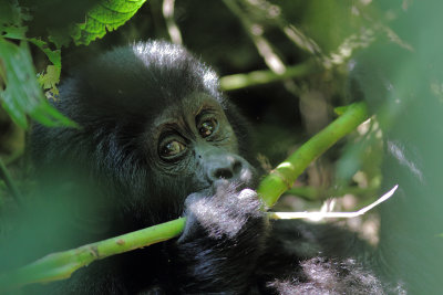 Mammals in Uganda