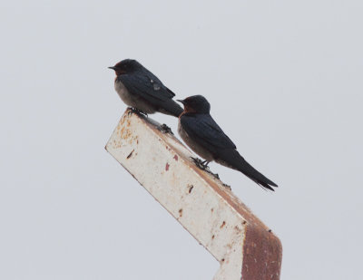 Angola Swallow 