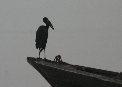 African Openbill 