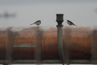 African Pied Wagtail 