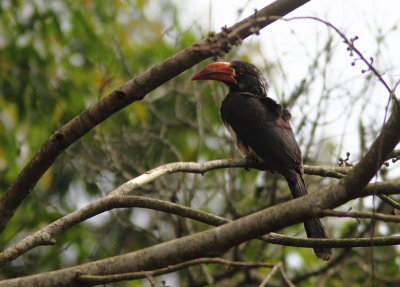 Crowned Hornbill 