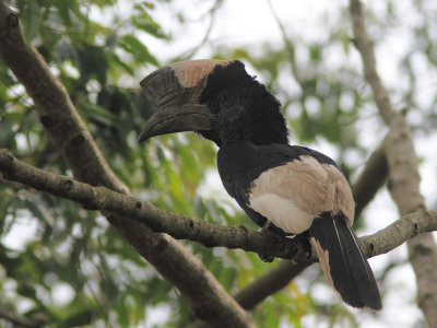 Black-and-white-casqued Hornbill 