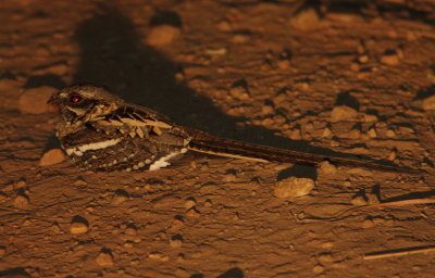 Long-tailed Nightjar