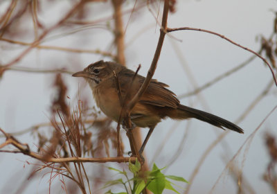 Moustached Grass Warbler 