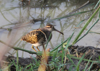Greater Painted-snipe 